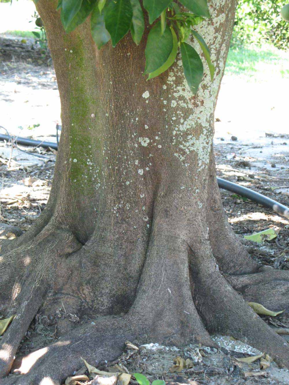            Bark (Winter Haven, FL)      